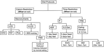 Intermittent fasting and time-restricted eating role in dietary interventions and precision nutrition